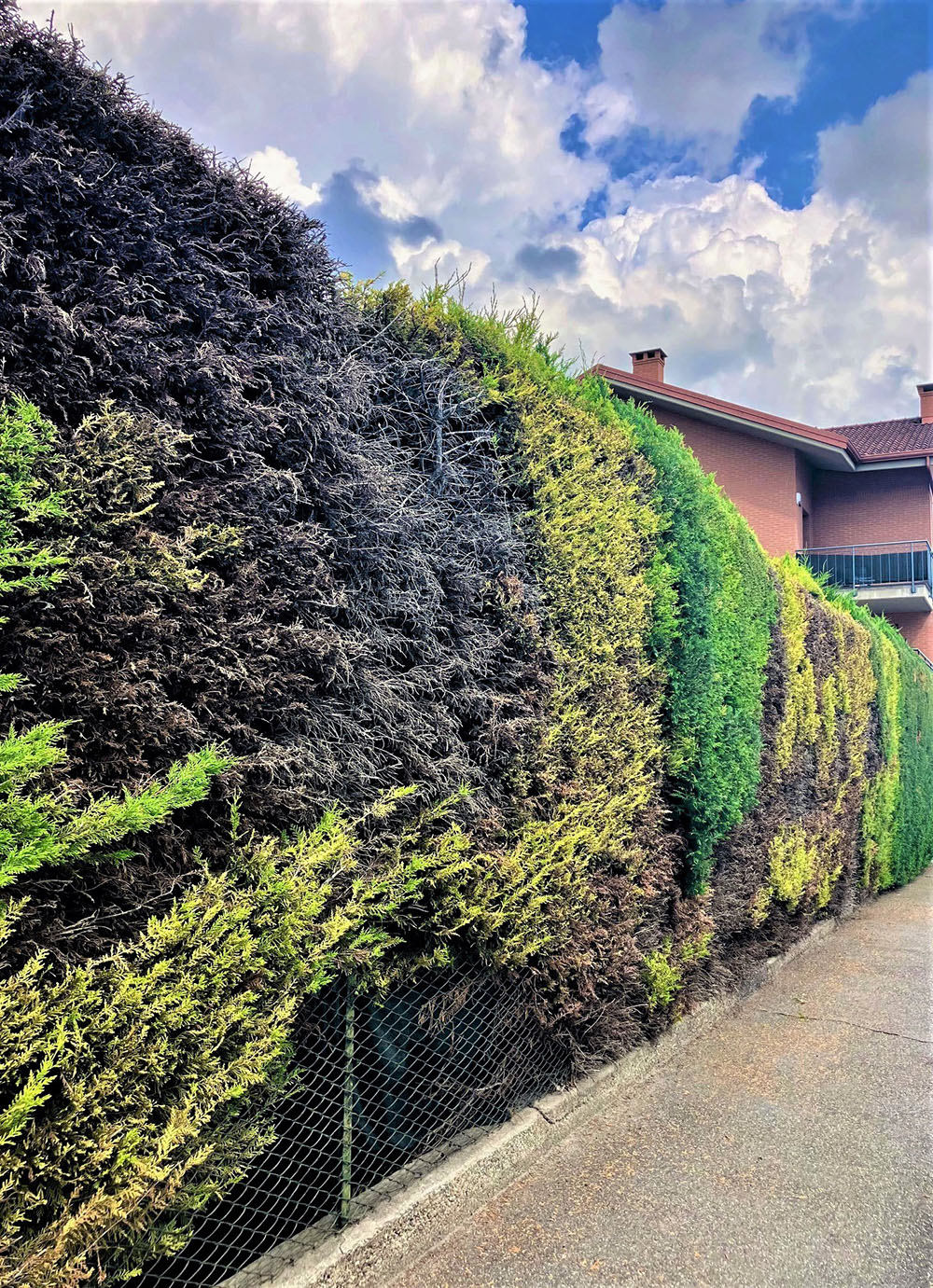 URBAN UPGRADE Set Di 2 Arbusti Cipresso Artificiali 61 Cm Con Guanti Pulizia - Resistenti UV Per Esterno/Interno